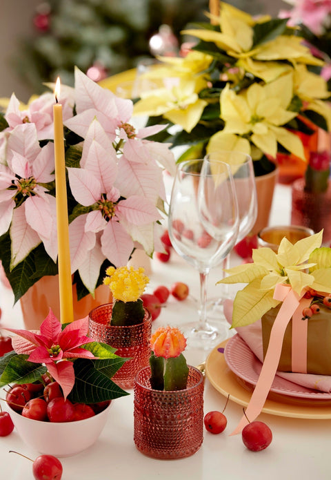 Pink and yellow poinsettias with small cacti on a table.