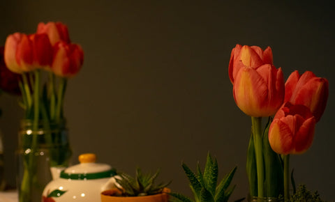 a group of red flowers in a vase